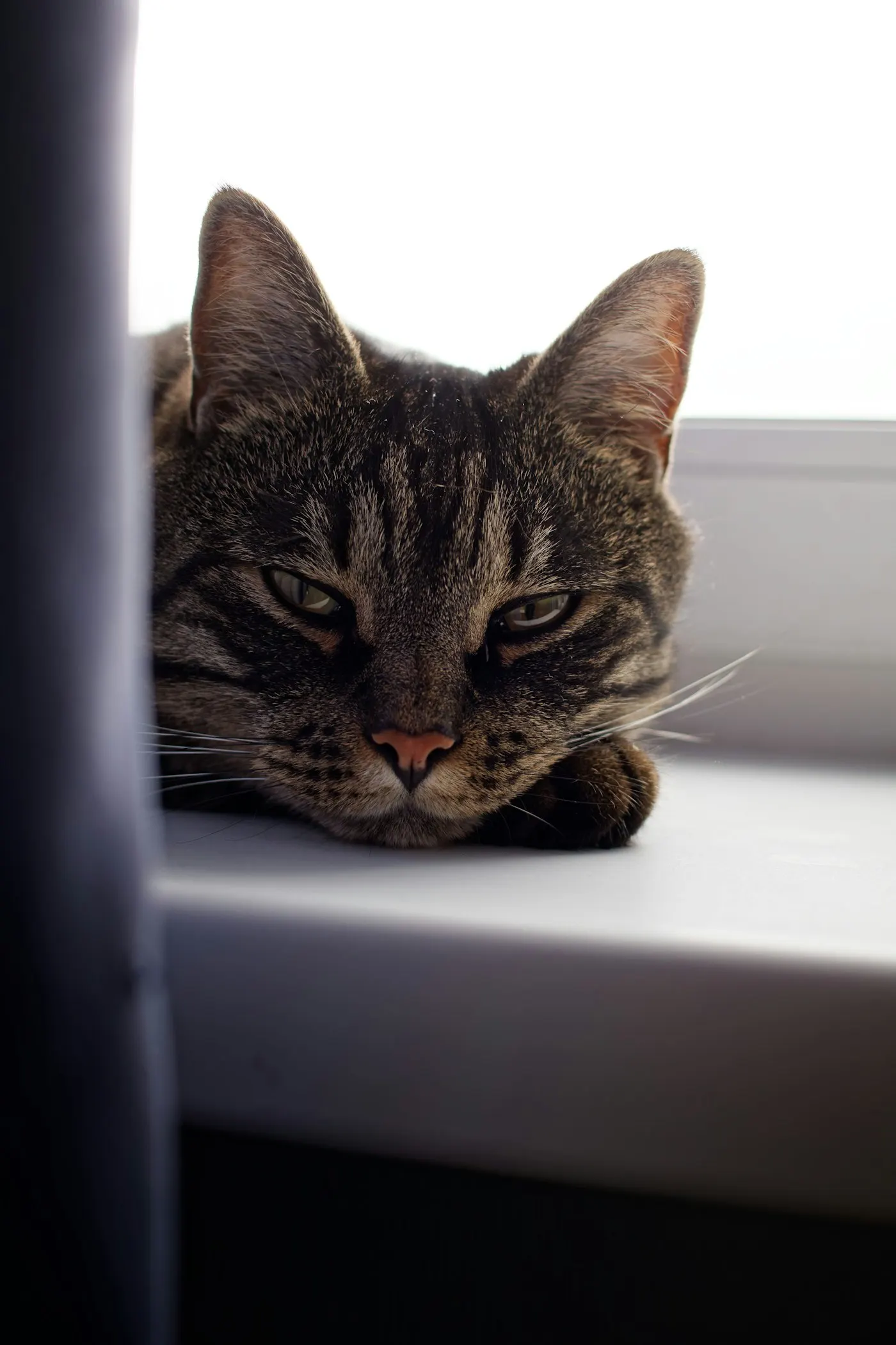 Gato tranquilo descansando perto da janela de casa