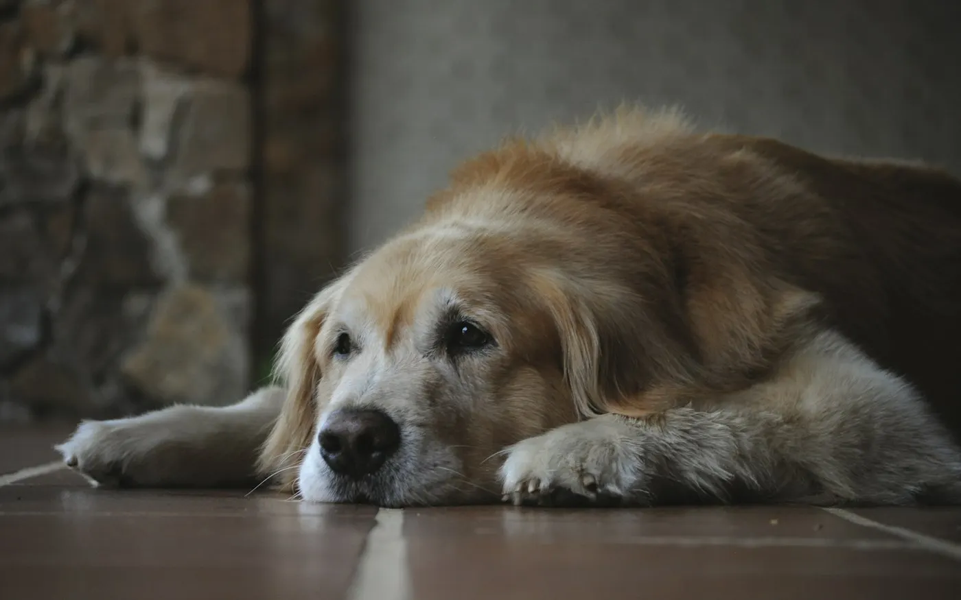Cachorro descansando no chão de casa